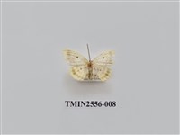 藏品(尺蛾51)的圖片